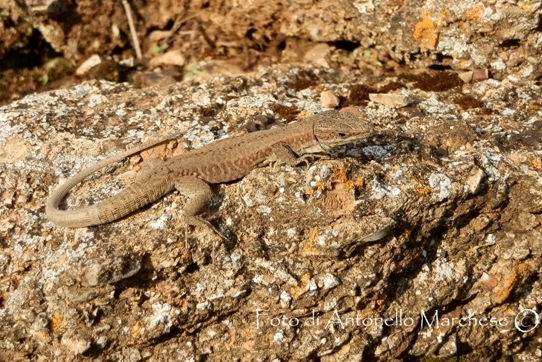 id lucertole arcipelago toscano